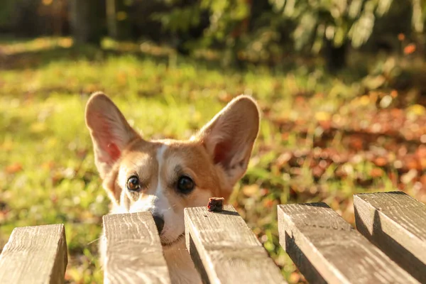 天気の良い日にコーギー犬はベンチでおいしいものを食べます — ストック写真