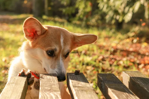 天気の良い日には ベンチの上のグッズを見ているウェルシュコルギの犬 — ストック写真