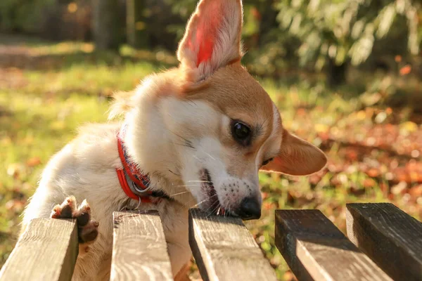 天気の良い日にコーギー犬はベンチでおいしいものを食べます — ストック写真