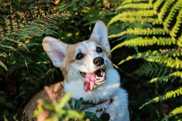 Retrato Cachorro Corgi Galês Moitas Samambaia — Fotografia de Stock