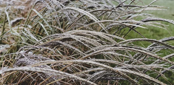 Перші Морози Крижана Плитка Зернової Рослини — стокове фото