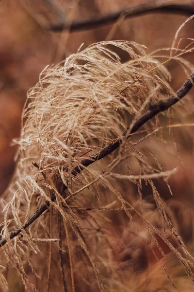 První Mrazy Ledová Panikula Obilné Rostliny — Stock fotografie