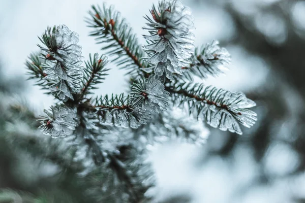 Isbarr Barrträdens Grenar December — Stockfoto