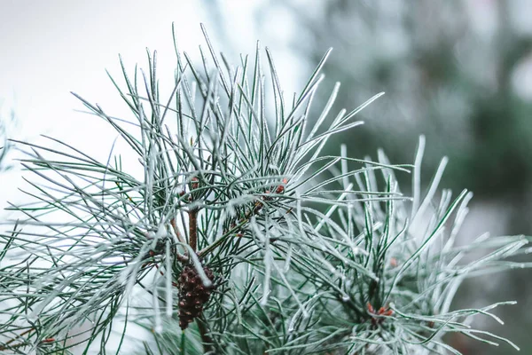 Aiguilles Glacées Sur Les Branches Conifères Décembre — Photo