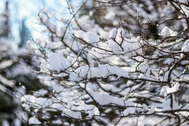 Güneşli bir günde kışın yaprakları olmayan çalıların dalları.
