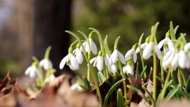 Güneşli çayır, ilkbaharın başlarında ilk kar damlaları rüzgarda sallanıyor.