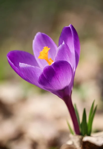 Jeden Fialový Krokus Vernus Kvetl Jaře Dubnu — Stock fotografie