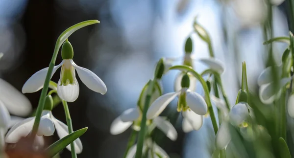 要旨白い雪滴の花と青空とぼやけた自然の背景 — ストック写真