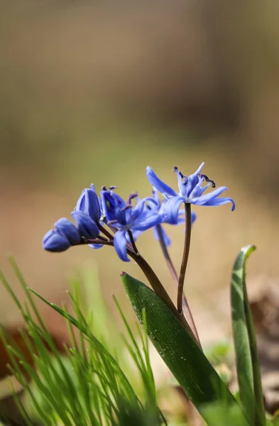 青い花と芽 シベリカ近く屋外 — ストック写真