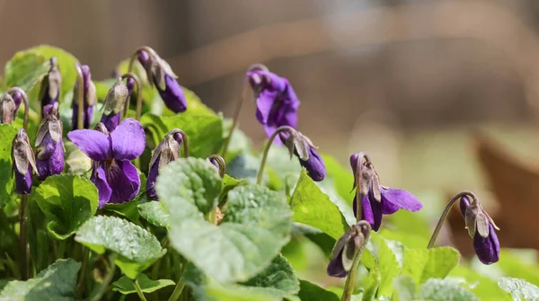 Jasně Fialové Květy Viola Reichenbachiana Lese Slunečného Dne — Stock fotografie