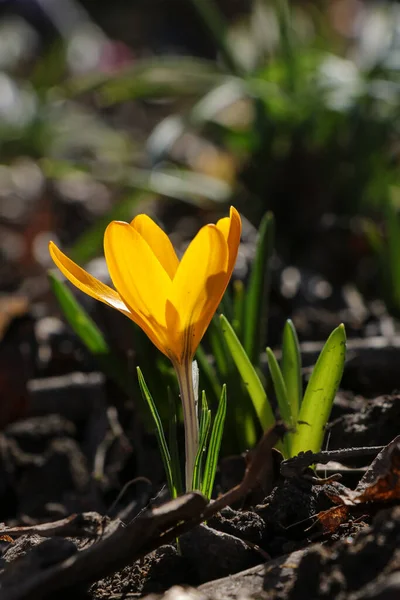 Gul Krokus Flavus Blomma Växer Vid Solnedgången Utomhus — Stockfoto