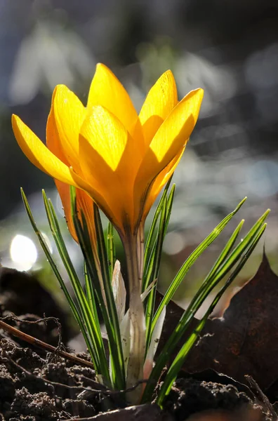 Jeden Žlutý Krokus Flavus Květ Rostoucí Při Západu Slunce Venku — Stock fotografie