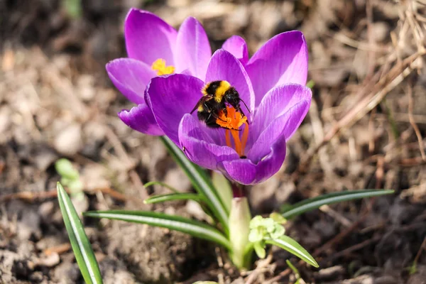 Chlupatý Čmelák Opyluje Fialové Krokus Květiny — Stock fotografie