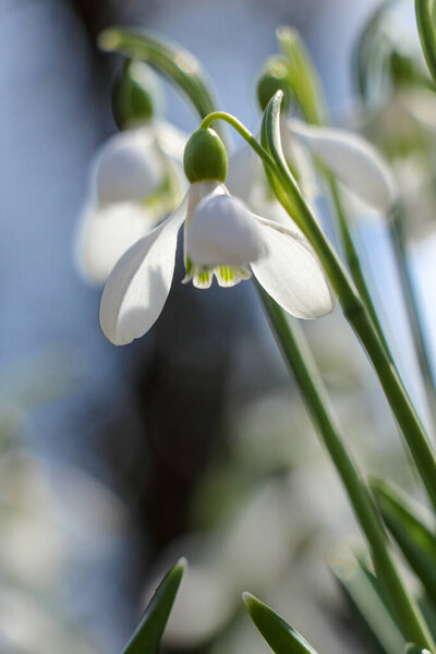 Abstract blurred natural background with white snowdrops flowers and blue sky
