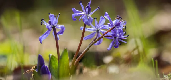 Mavi Çiçekler Tomurcuklar Scilla Siberica Kapanıyor — Stok fotoğraf