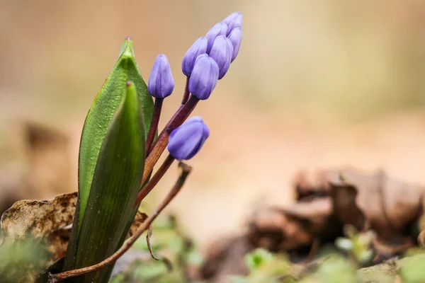 Modré Květy Pupeny Scilla Siberica Zavřít Venku — Stock fotografie