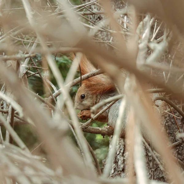 Eichhörnchen Nagt Einer Nuss Während Frühling Zwischen Dichten Kahlen Zweigen — Stockfoto