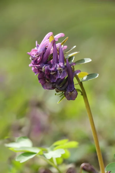 Jedna Fialová Květina Corydalis Rozmazaném Zeleném Pozadí Svisle — Stock fotografie