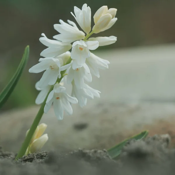 Bílá Puschkinia Scilloides Květiny Začátku Jara — Stock fotografie