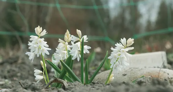 Bílá Puschkinia Scilloides Květiny Začátku Jara — Stock fotografie