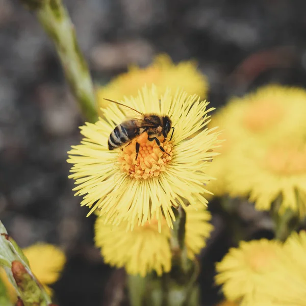 Bee Pollinates Yellow Flowers Tussilago Farfara Spring — Stock Photo, Image