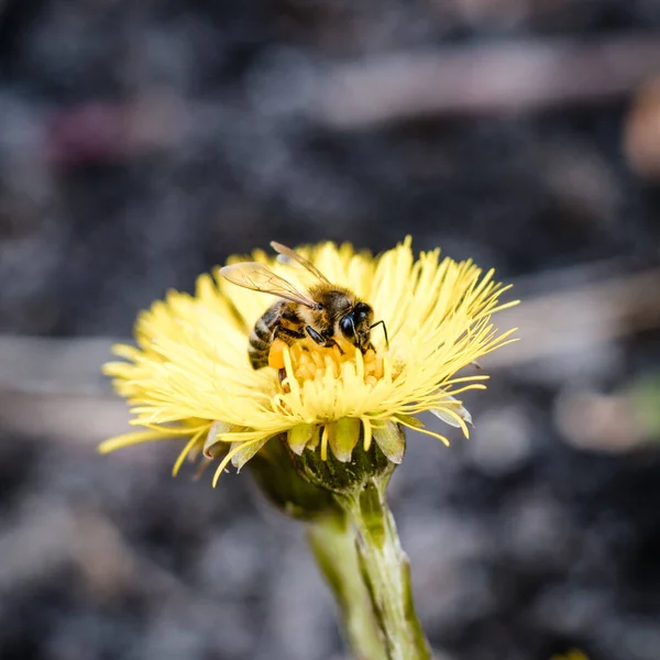 Bee Pollinates Yellow Flowers Tussilago Farfara Spring — Stock Photo, Image
