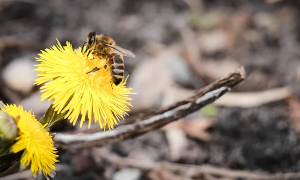 Bee Pollinates Yellow Flowers Tussilago Farfara Spring — Stock Photo, Image