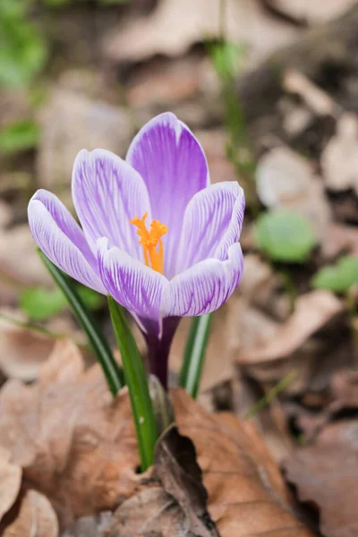 昨年の葉の間に白い紫色の縞模様の花を1枚咲かせます — ストック写真