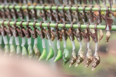 Kelebeklerin yaşam döngüsü. Cam bir akvaryumda kelebek pupası. Ukrayna Sergi Merkezi 'nde canlı tropikal kelebekler çiftliği