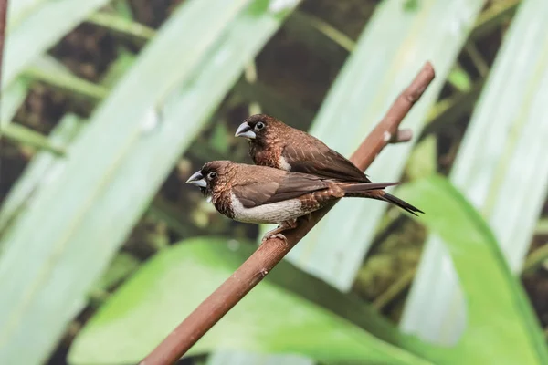 A couple of birds Dusky munia sitting on a branch. Exhibition farm of live tropical butterflies in the Exhibition Center of Ukraine