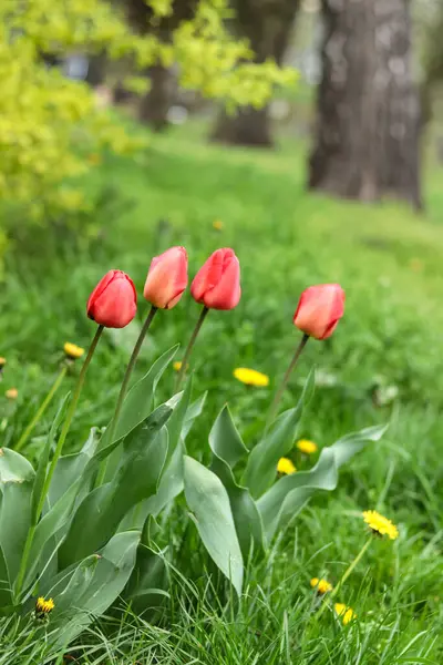 Čtyři Červené Tulipány Rostly Zeleném Trávníku Mezi Žlutými Pampeliškami — Stock fotografie