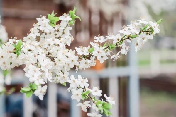 Branches of a blossoming fruit tree against the background of a  wooden summer outdoor cafe in the middle of a spring garden