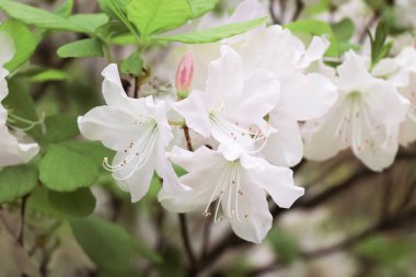 Çalılıklarda beyaz pembe yemyeşil çiçekler Rhododendron