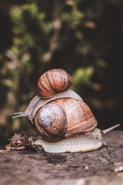 Küçük salyangoz Helix Pomatia büyük bir salyangozun arkasına tırmandı..