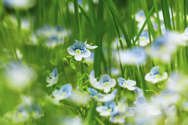 Malá Bílá Modrá Květinka Veronica Filiformis Mezi Bujnou Zelenou Trávou — Stock fotografie