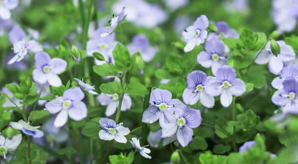 Malá Bílá Modrá Květinka Veronica Filiformis Mezi Bujnou Zelenou Trávou — Stock fotografie