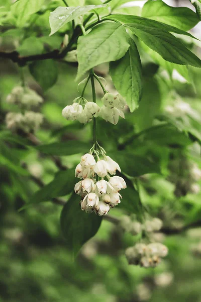 Bílé Visící Květiny Staphylea Pinnata Mezi Zelenými Listy Zamračený Den — Stock fotografie