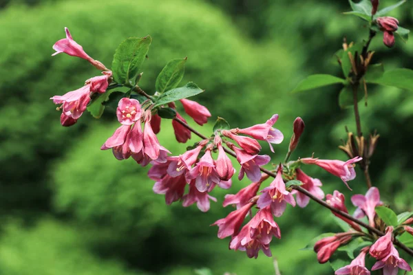 濃いエメラルドグリーンの背景にシャクナゲの植物の明るいピンクの花 — ストック写真