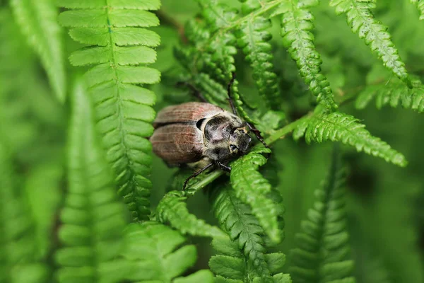 May Beetle Melolontha Sitting Green Fern Leaves Close — Stock Photo, Image