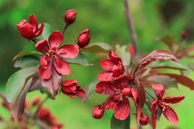 Doğal yeşil arkaplan dallarında yemyeşil Malus Parlak kırmızı çiçekler