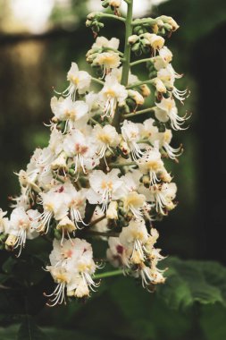At kestanesi mum şişkinliği gün batımında kasvetli
