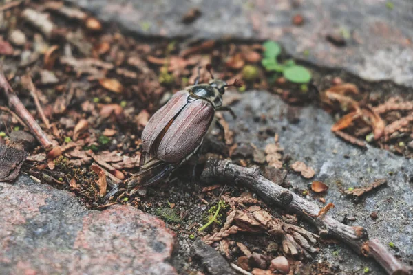 May Beetle Melolontha Sitting Rocky Path Park — Stock Photo, Image