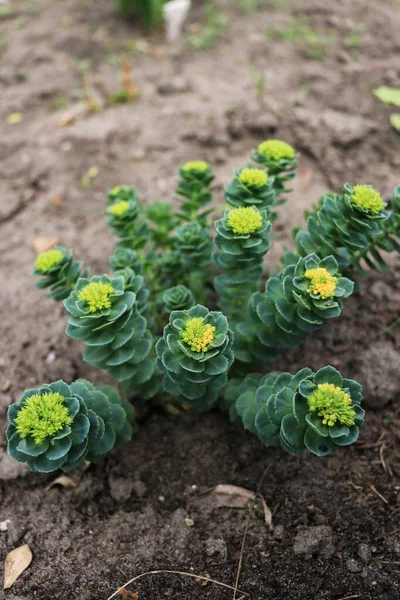 細長い緑色の多肉植物黄色の花を持つCrassula Marnierianaは屋外で成長します — ストック写真