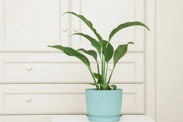 Indoor Plant Blue Patterned Pot Stands White Pedestal Cupboard Background — Stock Photo, Image