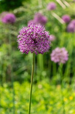 Bir okun üzerinde parlak, yuvarlak bir sarımsak kabartması. Mor çiçek. Güneşli bir günde doğal yeşil arkaplan