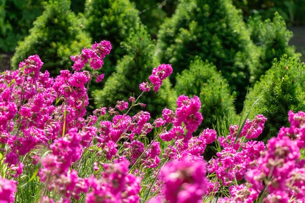 Pole Jasně Růžové Květy Slunečného Počasí Pozadí Tmavě Zelené Mladé — Stock fotografie