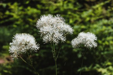 Şemsiyeli küçük beyaz çiçekler koyu yeşil arka planda