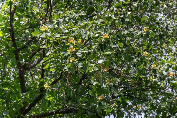 Ramos Uma Árvore Alta Liriodendron Tulipifera Com Flores Amarelas — Fotografia de Stock