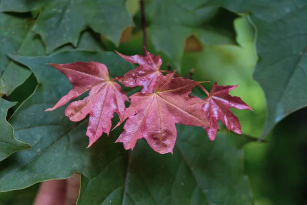 緑の葉を持つ枝に成長したブルゴーニュの若いカエデの葉 — ストック写真