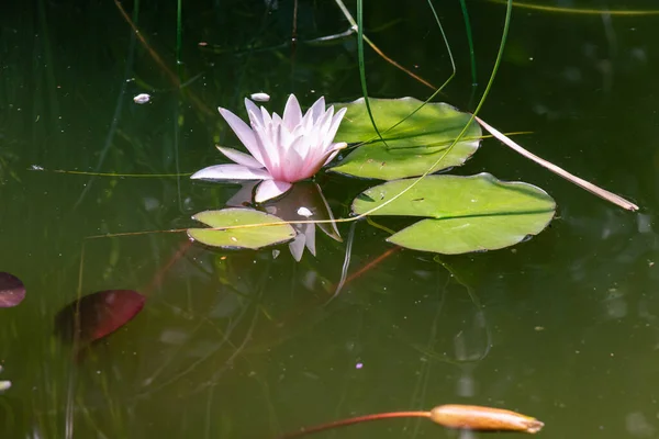 Flower of white pink water lily on the water surface in a decorative pond on a sunny day